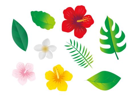 140 Guam Flowers Illustrations Royalty Free Vector Graphics And Clip