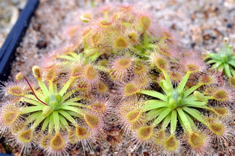 Free delivery and returns on ebay plus items for plus members. Jeremiah's Pygmy Drosera 2013 : Photos of Other ...