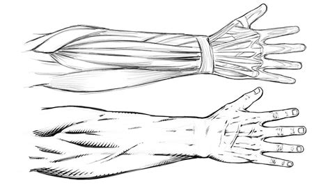 How To Draw The Forearm Anatomy Realistic And Comic Style Narrated