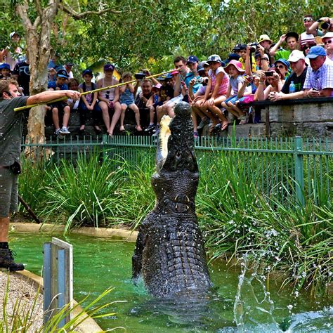 Australian Reptile Park Gosford All You Need To Know