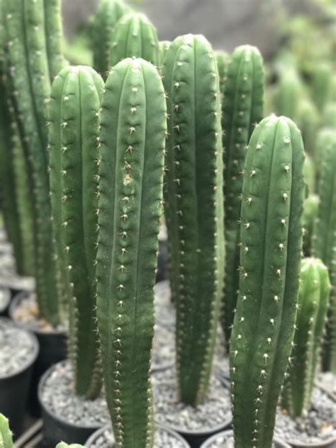Trichocereus Pachanoi San Pedro Cactus Herbalistics