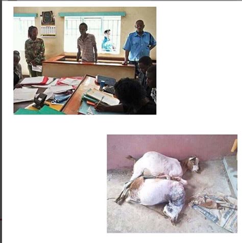 [news] Man Arrested For Raping Two Goats To Death Ijebuloaded