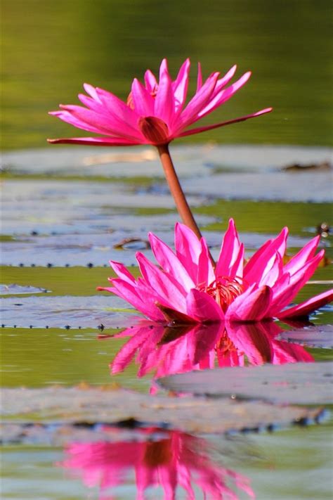 Free for commercial use no attribution required high quality images. Wallpaper Pink water lily, flowers, pond, leaves 2560x1600 ...