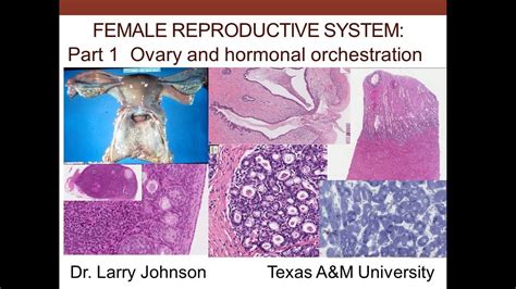 Medical School Histology Female Reproductive System Part Ovary And Hormonal