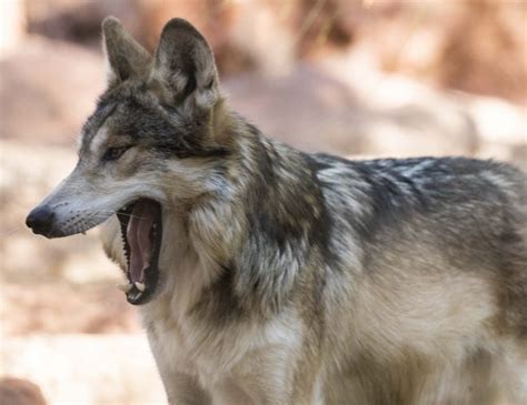 Federal Agency Releases A Plan To Curb Mexican Gray Wolf Killings