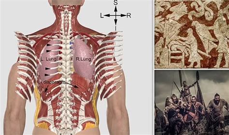 Vikinglerin Kan Donduran “kan Kartalı” Işkencesinin Anatomik Olarak