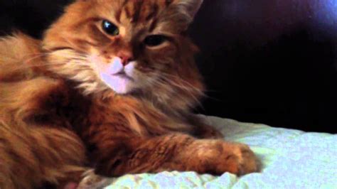 Maine Coon Cat Chirping Youtube