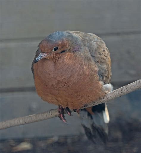 Pictures And Information On Socorro Dove