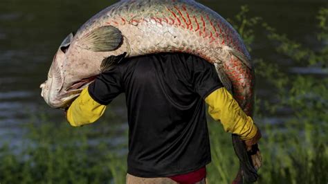 El pirarucú cazadores furtivos acechan al majestuoso pez gigante del