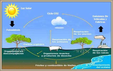 Ciclo Del Carbono Resumen Del Proceso Y Su Objetivo