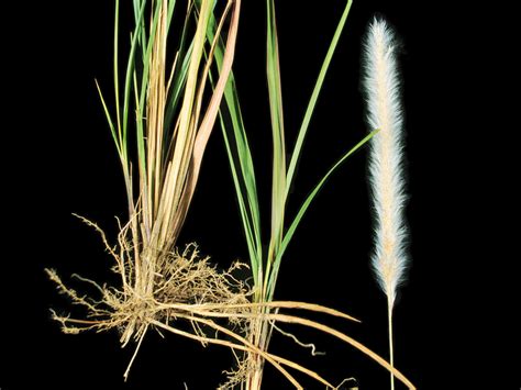 Meet the invasives: Asian Cogongrass gets stoned, asks what it even ...