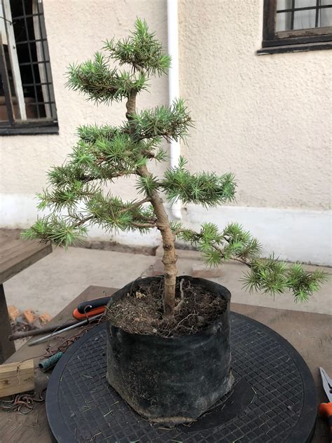 Bonsaiing With A Unusual Pine First Styling Of A Miniture Stone Pine