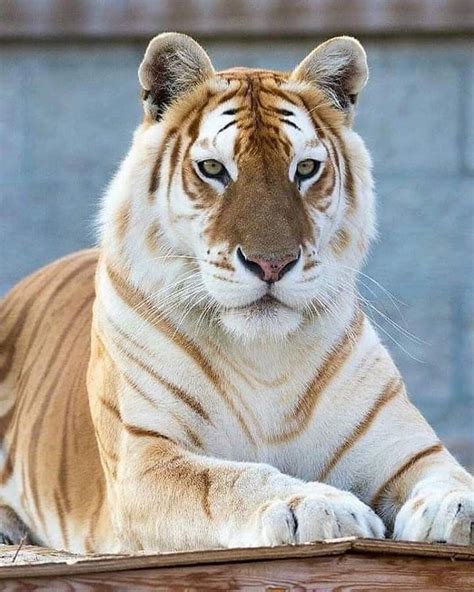 The Light Brown Sugar Color On This Tigers Coat Is Just Gorgeous An