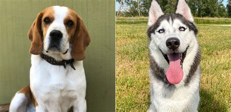 Beagle Husky Mix The Loyal And Affectionate Dog
