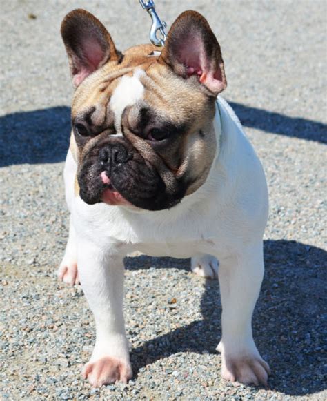 When dogs are ready for adoption, their names and stories will appear on the available dogs page, and we'll accept applications for them then. Ben | Amberbull French Bulldogs Vancouver, BC