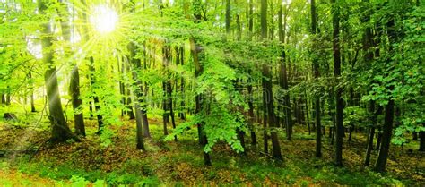 Beech Trees Forest At Spring Daylight Stock Photo Image Of High