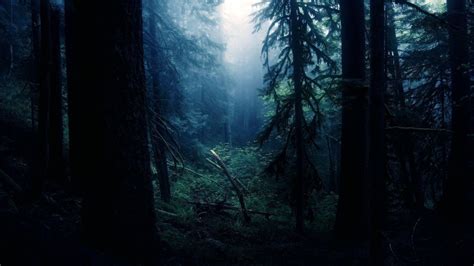 Night Forest Wallpapers Wallpaper Cave