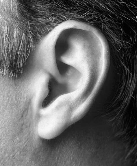 Ear Refererevce Ear Art Human Ear Face Drawing Reference