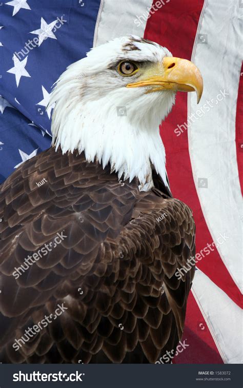 American Bald Eagle With An American Flag On The