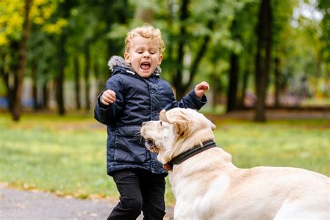 How To Stop Being Afraid Of Dogs By Rk Wickham Sociomix