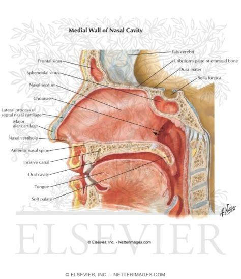 Lateral wall of the nasal cavity: Medial Wall of Nasal Cavity
