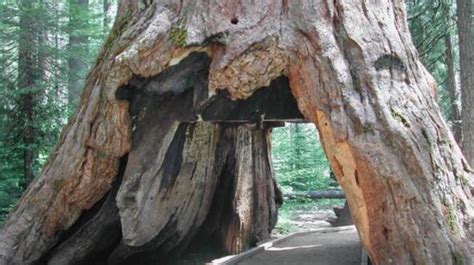 The Famous Redwood Tunnel Tree Fell In California Armstrong Economics