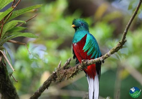 Aves De Costa Rica