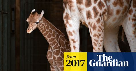 Rare Baby Giraffe Takes First Steps Outdoors Video Report World