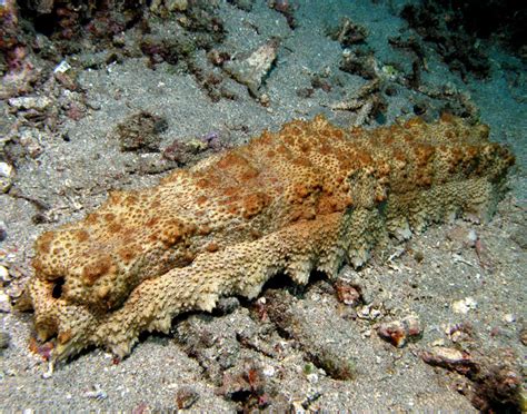 Real Monstrosities Sea Cucumber