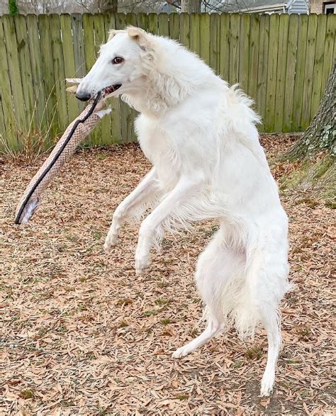 Borzoi Dog With Longest Nose Earns Her Instagram Following