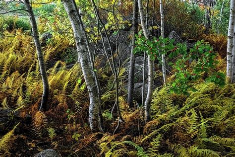 Ferns Birches And Boulders 1 Photograph By Marty Saccone Fine Art America