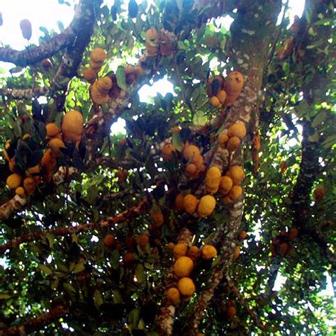 Keralapalace Major Fruit Giving Plant Of Kerala