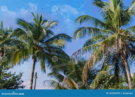 Coconut Palm Trees Perspective View Stock Photo Image Of Nature