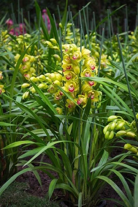 23 Types Of Green Flowers Green Flower Names