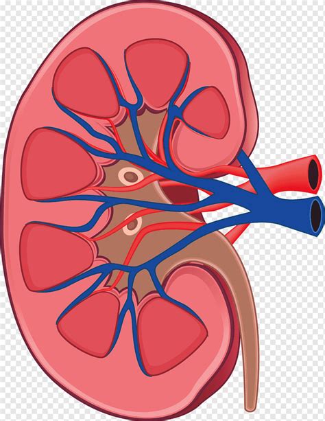 anatomía del riñón cuerpo humano fisiología espacio retroperitoneal riñones anatomía