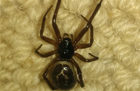 false widow spider everything you need to know about false widow spiders in the uk