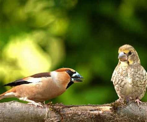 How Birds Have Sex Bird Reproduction Bird Spot