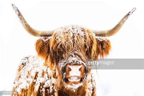Highlander Cow Photos And Premium High Res Pictures Getty Images