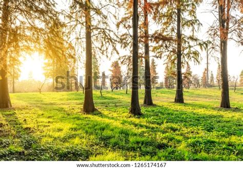 Beautiful Autumn Forest On Sunny Day Stock Photo Edit Now 1265174167