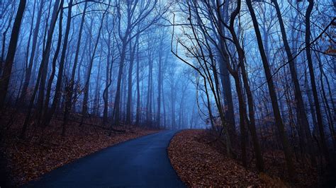 Wallpaper Forest Trees Autumn Morning Dawn Blue Fog
