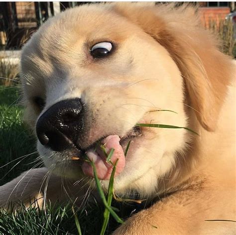 14 Funny Pictures Of Golden Retrievers To Make You Laugh Page 3 Of 3