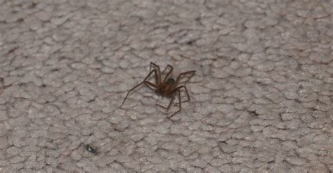 How To Eliminate A Brown Recluse Infestation Simple Steps For