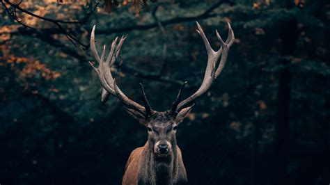 Download Wallpaper 1920x1080 Deer Wildlife Horns
