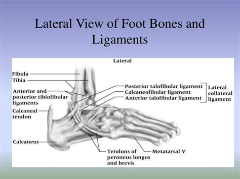 Ppt Chapter 15 The Ankle And Lower Leg Powerpoint Presentation Id