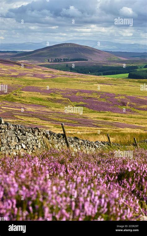 Heather In The Scottish Borders Hi Res Stock Photography And Images Alamy