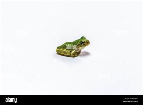 Tiny Green Frog Sitting Stock Photo Alamy