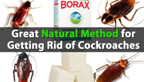 How to get rid of ants overnight uk. Brilliantly Easy Way to Get Rid of Ants Overnight | Borax ...