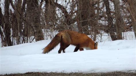 Red Fox Eating Scrap Pieces Of Food Youtube
