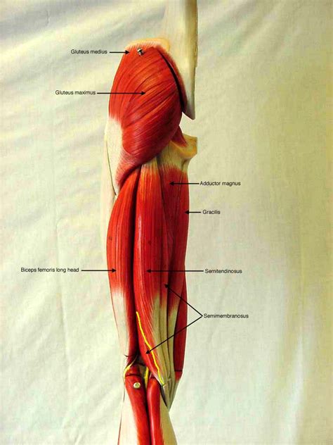 Lower Extremity