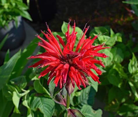 Growing spring flowering plants attractive to bees will provide early much needed food. Bee Balm: How to Plant, Grow, and Care for Bee Balm | The ...